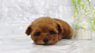 手越祐也・愛犬・エマ