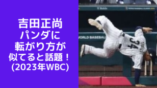 【動画】吉田正尚がパンダに？転がり方が似てると話題！(2023年WBC決勝戦)